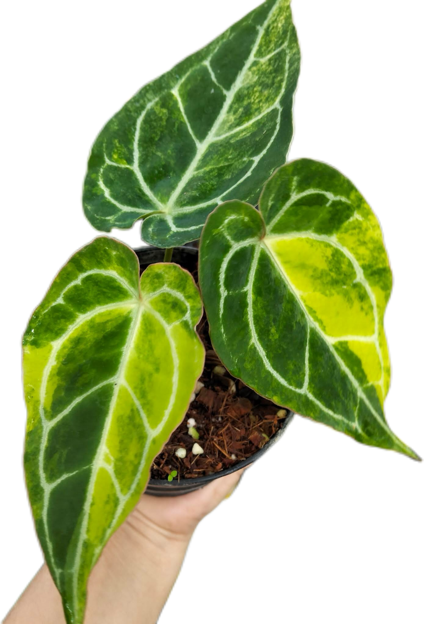 Anthurium Crystallinum Variegated(1 plant)