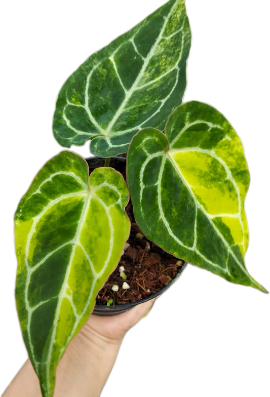 Anthurium Crystallinum Variegated(1 plant)