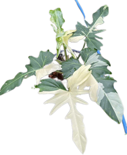 Philodendron golden dragon variegated( 1 plant) big size