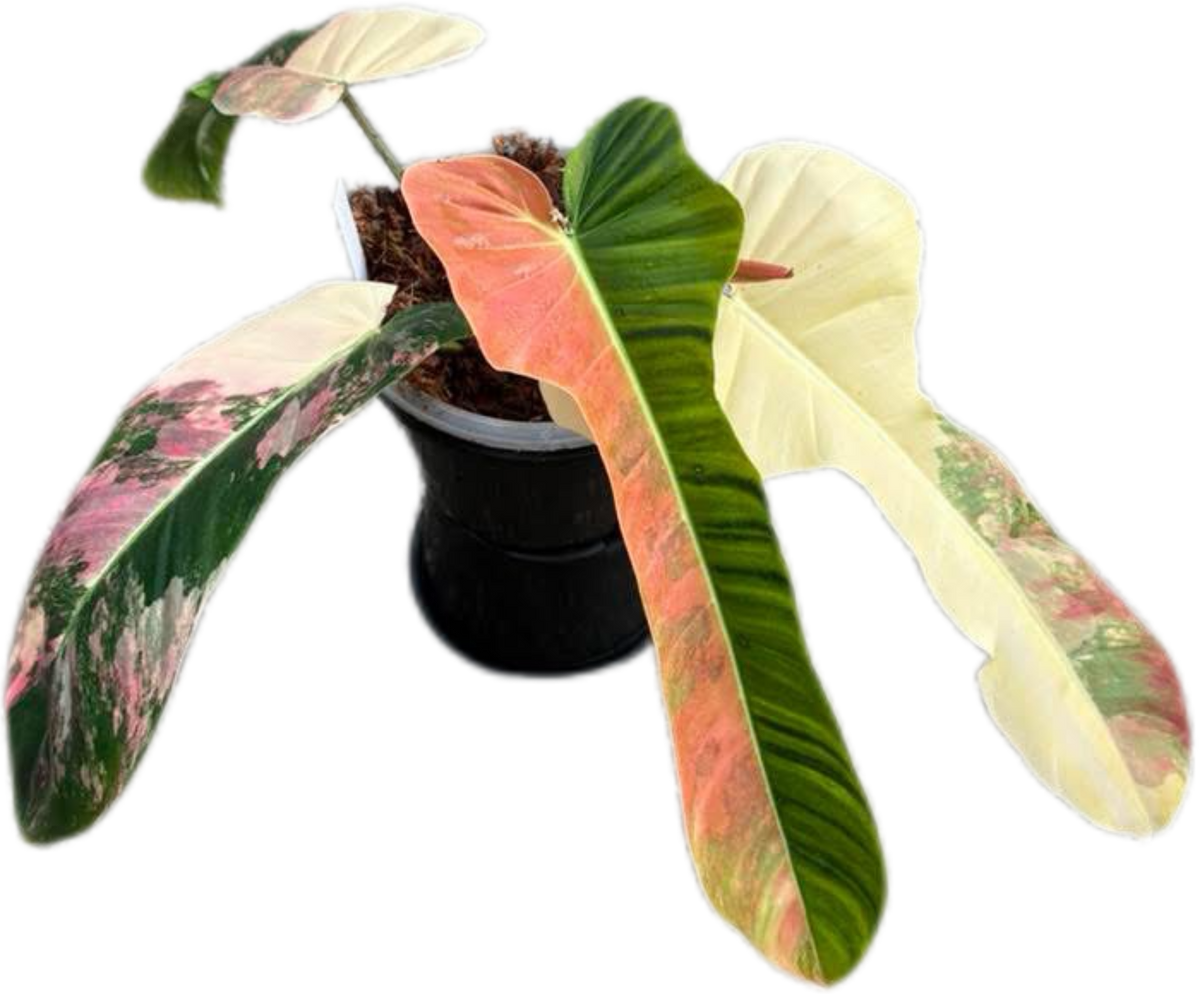 Philodendron Florida x patriciae Variegated – BanrakTonmai Garden Thailand