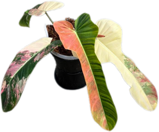 Philodendron Florida x patriciae Variegated