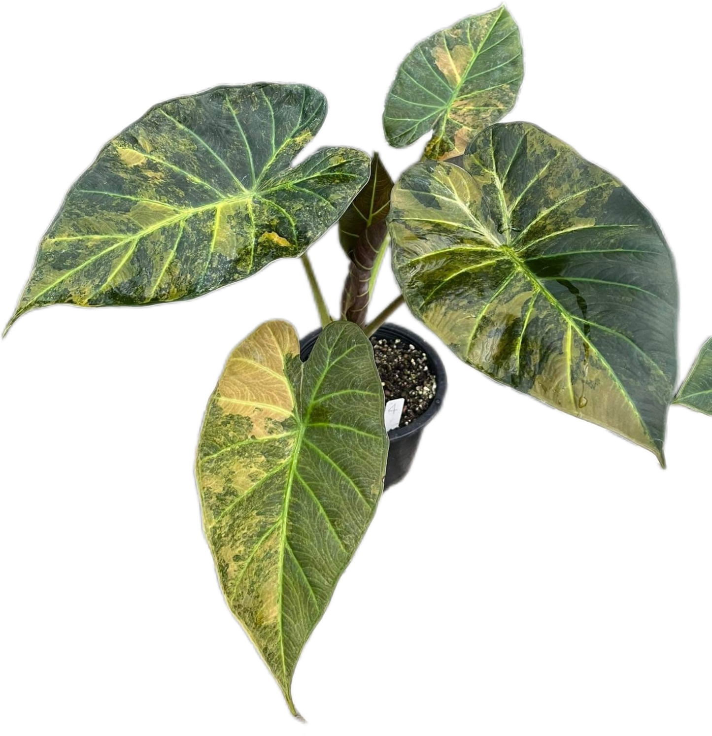 Alocasia Regal Shield Aurea Variegated