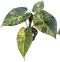 Alocasia Regal Shield Aurea Variegated